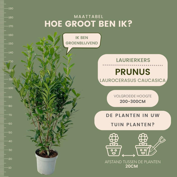 Grote Laurierkers Planten Caucasica voor 10 strekkende meter haag - 15L - 20x - ↕125-150 cm