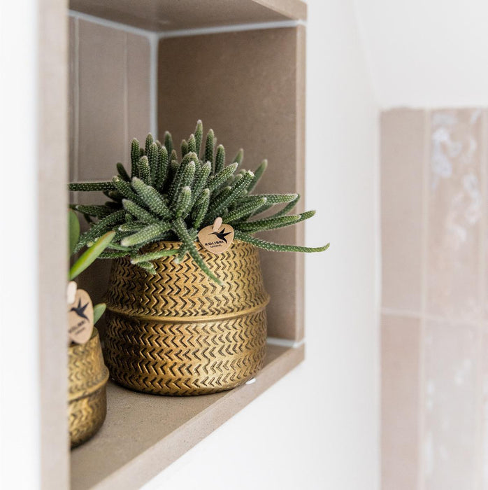 Planten set Groove goud - Set met witte Phalaenopsis orchidee Amabilis Ø9cm en groene plant Succulent Aloe Brevifolia Ø6cm - met gouden keramieken sierpotten