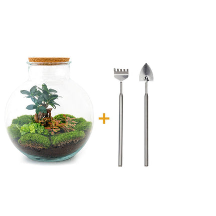 DIY terrarium - Bolder Bob Bonsai - ↕30cm - Rake + Shovel