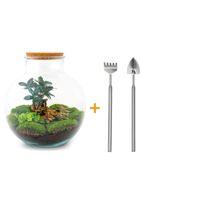 Terrario fai da te - Bonsai Bolder Bob - ↕30cm - Rastrello + Pala