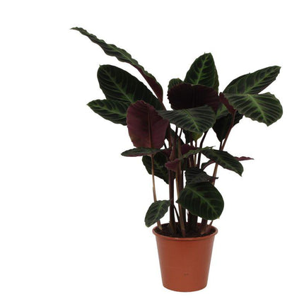 Calathea Warscewiczii - ↕90cm - Ø21cm