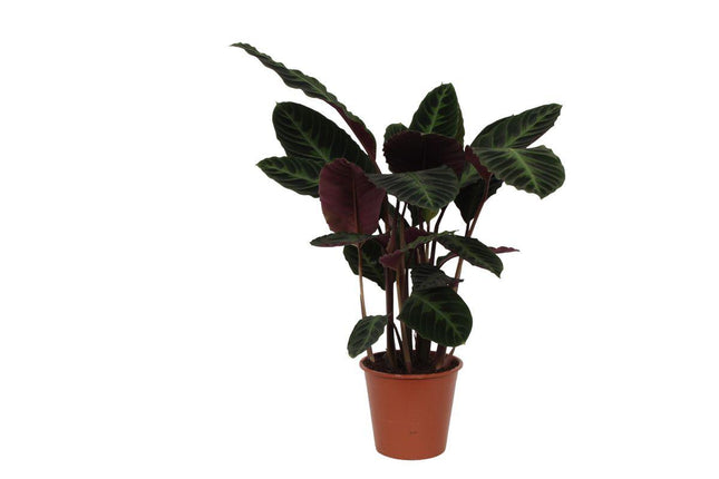 Calathea Warscewiczii - ↕90cm - Ø21cm