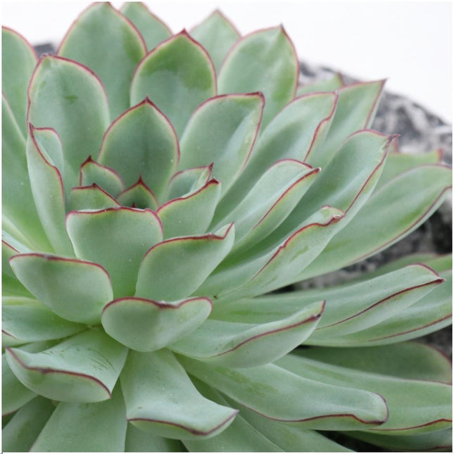 Suculenta sin raíces Echeveria Pulidonis en maceta de hormigón - ↕5cm - Ø20cm
