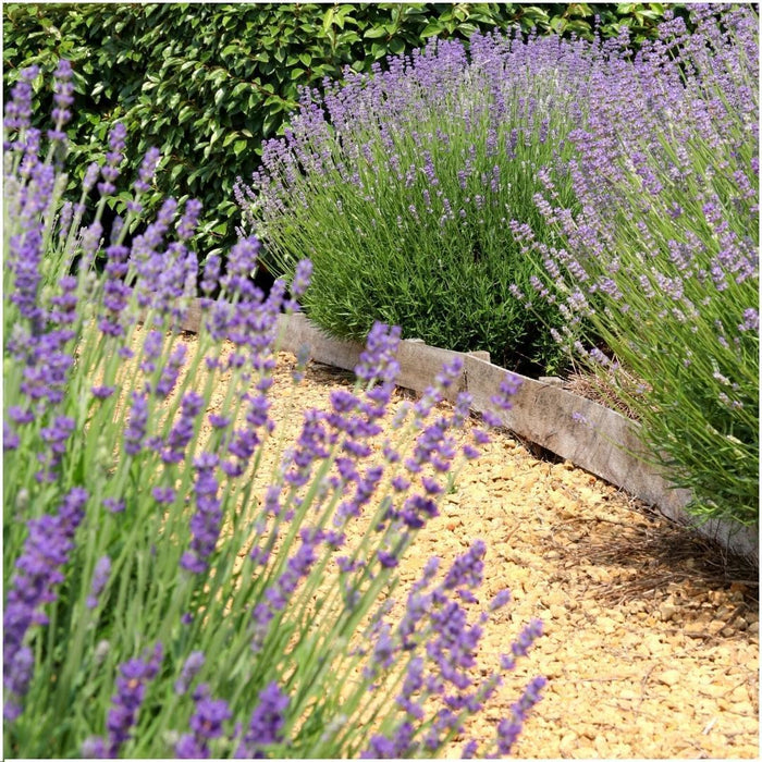 Lavandula Angustifolia Felice® - ↕25cm- Ø12 cm - Lavendel - 24x