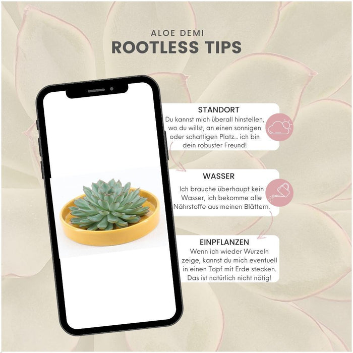 ROOTLESS Succulent Echeveria Pulidonis in schaal 'geel' - ↕5cm - Ø20cm