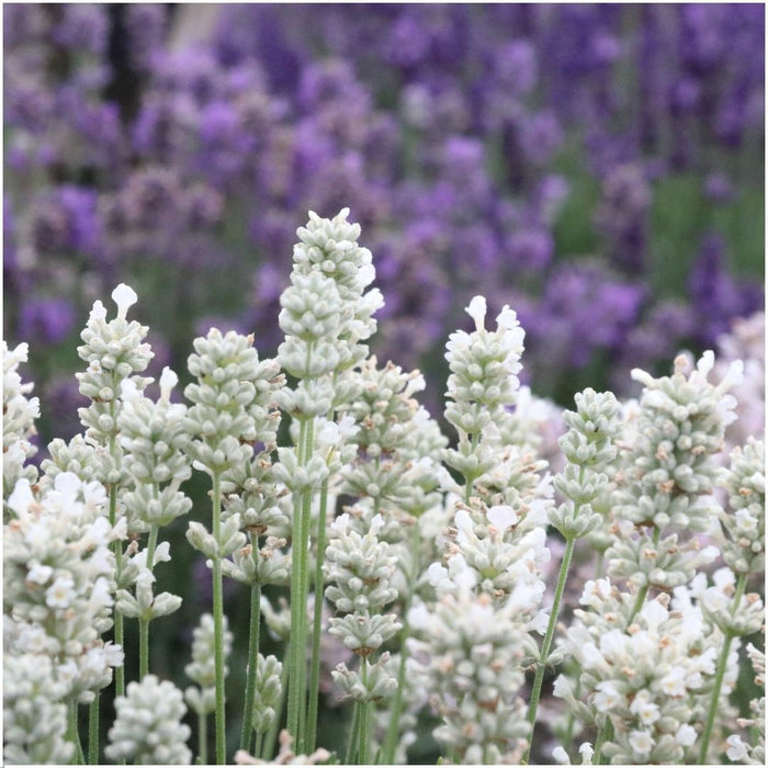 Lavendel Angustifolia white - ↕15cm - Ø7cm  - 4 x 6 pack - 24x