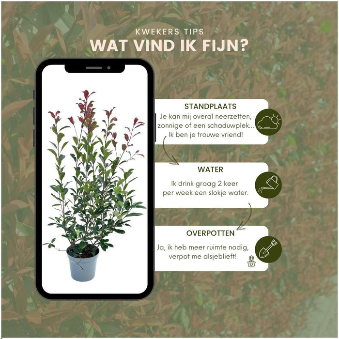 Grote Glansmispel planten voor 10 strekkende meter haag - 12L - 25x - ↕100-125 cm - Carré Rouge
