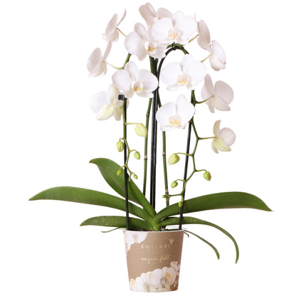 Hvid Phalaenopsis orkidé - Niagara Fall - Ø12cm - Blomstrende stueplante