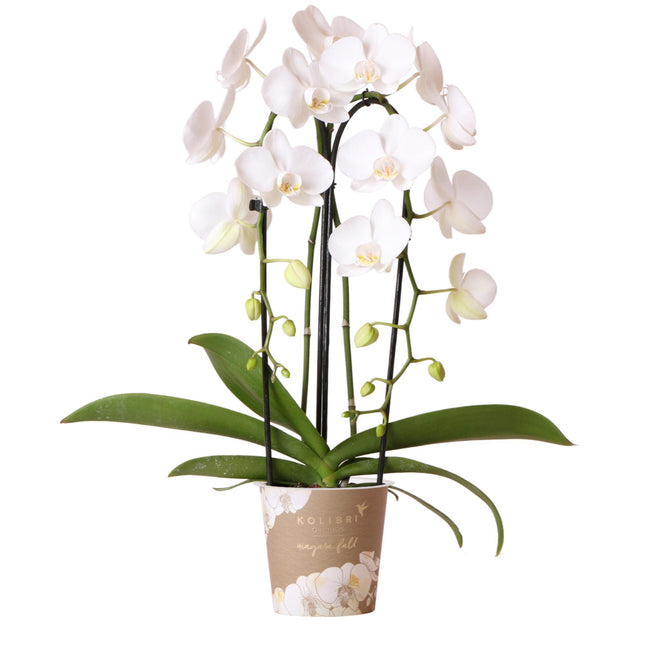 Orchidea Phalaenopsis bianca - Niagara Fall - Ø12cm - Pianta da appartamento fiorita