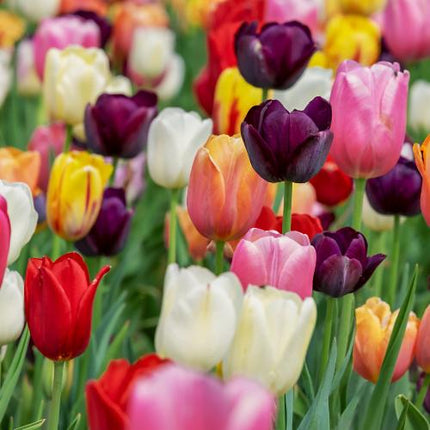 Tulpen Mix - Tulpenbollen - 20 stuks - Bloembollen