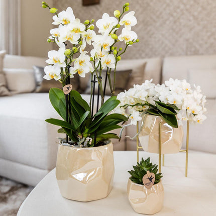Kolibri Home | Combi deal - Pearl travertine pots