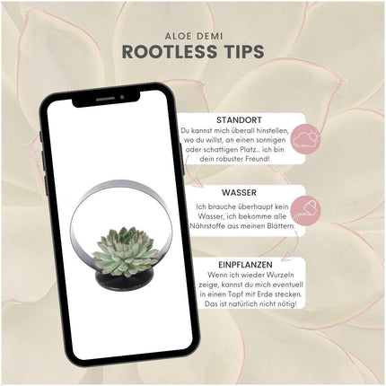Plante succulente sans racines Echeveria Pulidonis sur support de table décoratif - ↕20cm - Ø20cm