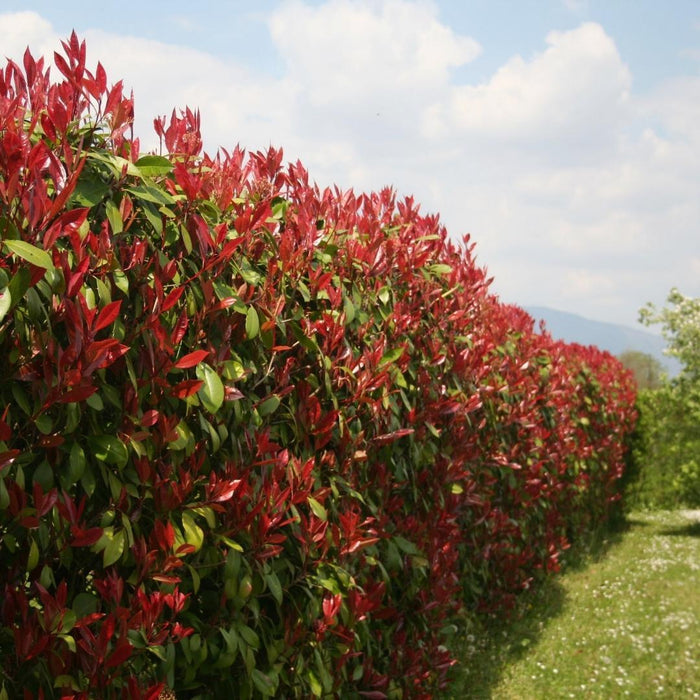 Grote Glansmispel planten voor 10 strekkende meter haag - 12L - 25x - ↕100-125 cm - Carré Rouge