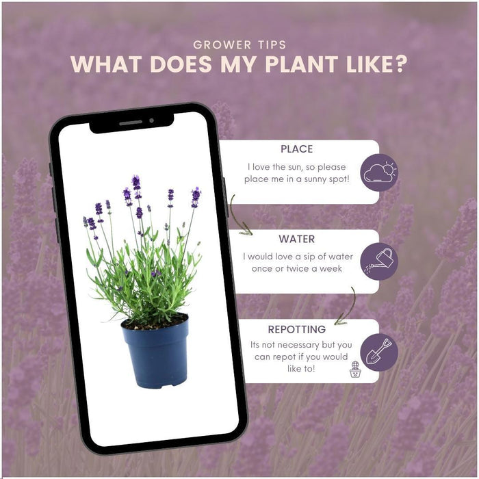 Lavandula Angustifolia Felice® - ↕25cm- Ø12 cm - Lavendel - 24x