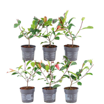 Seto de Photinia fraseri 'Red Robin' - 1 metro - Juego de 6 plantas resistentes para seto - Seto perenne