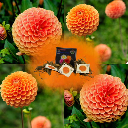 Dahlia Bollen | Dahlia Ralphie, Glinsterende Oranje Bloemen