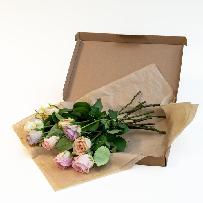 Letterbox Roses Sweet Pink - ↕35cm