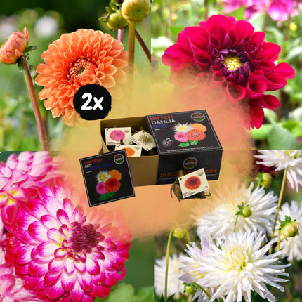 Dahlia Bollen | Luxe Box Medium, set van 4 Dutch dahlia's, 2 boxen voor ruim 1m²