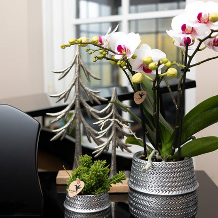 Kolibri Home | Groove flower pot - Golden ceramic decorative pot - Ø6cm