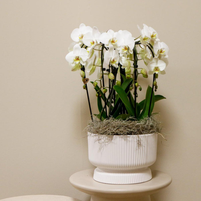 Witte orchideeënset in Diabolo white dish incl. waterreservoir | drie gebogen witte orchideeën Niagara Fall 12cm | Mono Bouquet wit met zelfvoorzienend waterreservoir