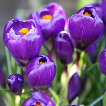 Flowerbulbs Amsterdam - Flower Record - 20 cebul kwiatowych - Rozmiar 8+