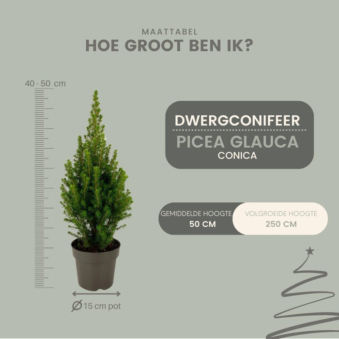 Kerstboom - 2x Picea glauca Perfecta - ↕40cm  - Ø15cm