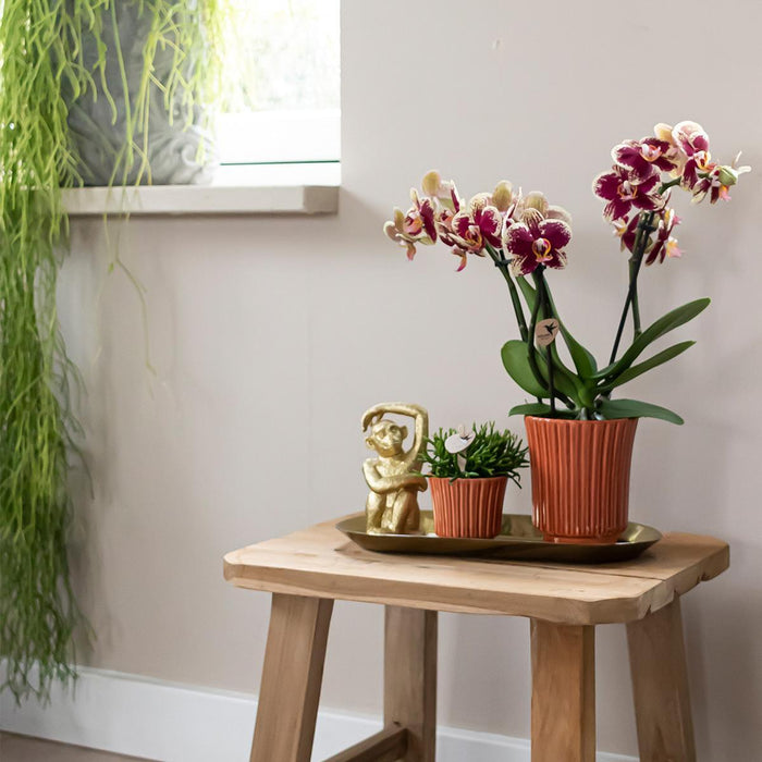 Plantenset Culture Cocktail terracotta small - Groene planten met Phalaenopsis orchidee in Retro terracotta sierpotten en gouden dienblad