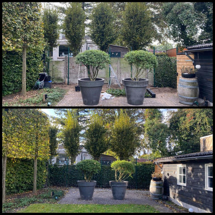 Hedera Hibernica - Edera - Siepe pronta all'uso | ↔120cm - ↕120cm