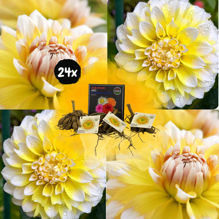 Dahlia Bollen | 24 dahlia seattle knollen voor 4m², grootbloemige uitstraling