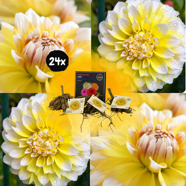 Bulbi di dalia | 24 tuberi di dalia Seattle per 4 m², dall'aspetto a fiore grande