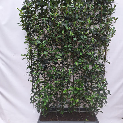 Photinia Fraseri 'Carré Rouge' - Siepe pronta all'uso - 120 x 180 cm