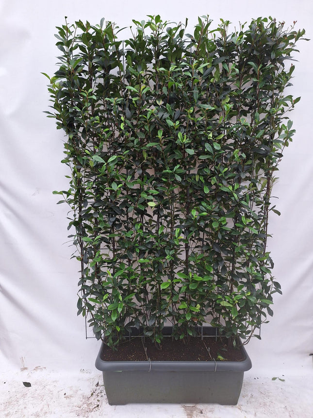 Photinia Fraseri 'Carré Rouge' - Kant-en-Klaar Haag - 120 x 180 cm