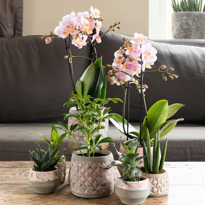 Roze phalaenopsis orchidee - Andorra - Ø9cm - Bloeiende kamerplant