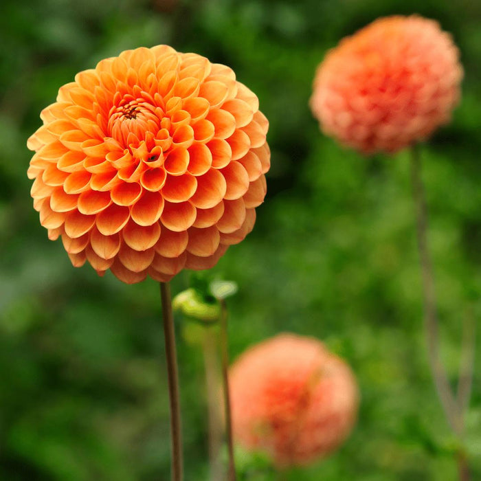 Dahlia Bollen | Dahlia Ralphie, Glinsterende Oranje Bloemen