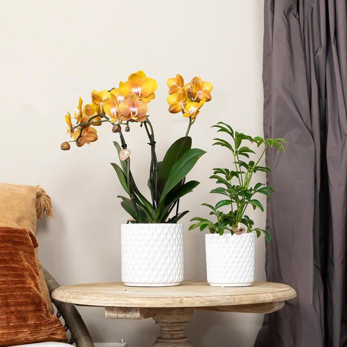 Oranje Phalaenopsis orchideeën - Las Vegas - 2x - Ø12cm - Bloeiende kamerplant