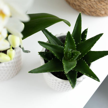 Aloe Brevifolia - Succulent - Ø6cm - Green houseplant - Kolibri Greens