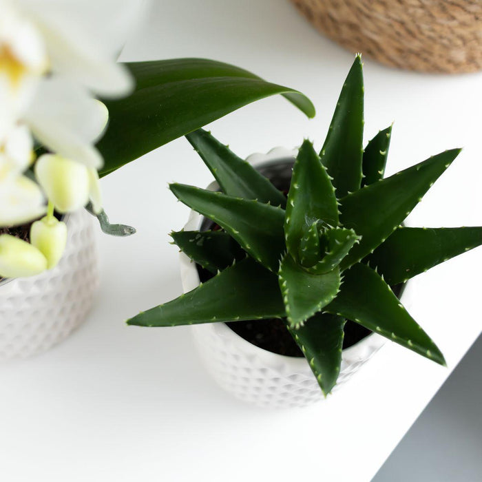 Aloë Brevifolia - Vetplant - Ø6cm - Groene kamerplant - Kolibri Greens