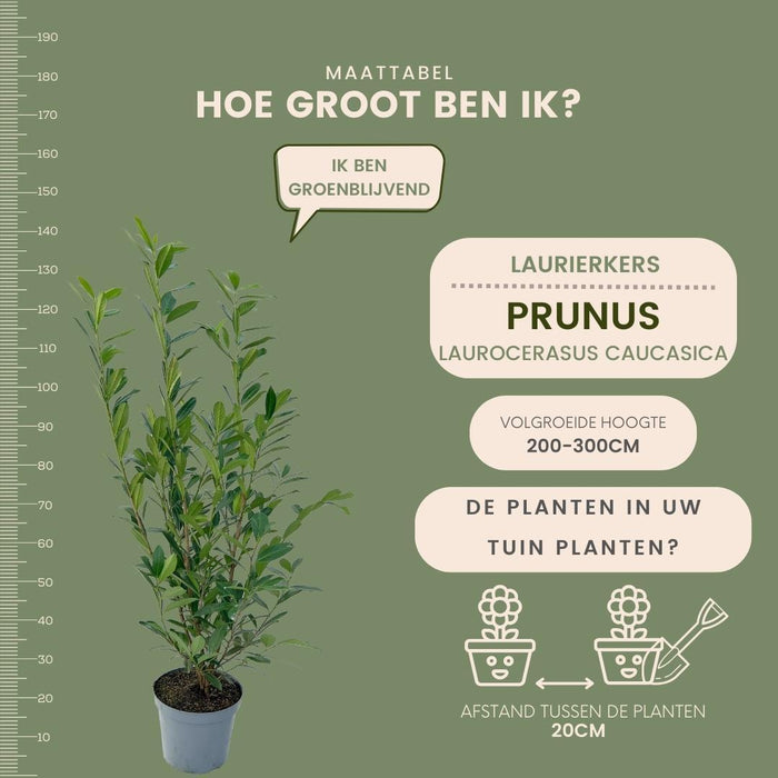 Grote Laurierkers Planten Caucasica voor 10 strekkende meter haag - 12L - 25x - ↕100-125 cm