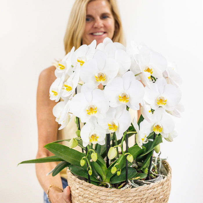 Witte orchideeënset in Reed Basket incl. waterreservoir | drie gebogen witte orchideeën Niagara Fall 12cm | Mono Bouquet wit met zelfvoorzienend waterreservoir