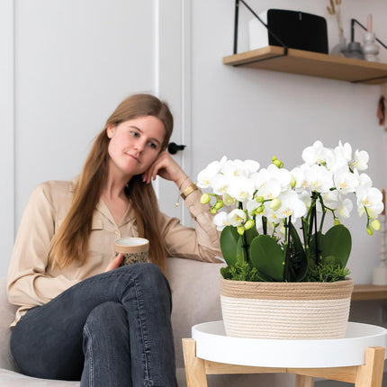 Composizione di piante bianche in cestino di cotone con serbatoio d'acqua incluso | tre orchidee Amabilis bianche da 9 cm e tre piante di Rhipsalis verdi | Bouquet Jungle bianco con serbatoio d'acqua integrato
