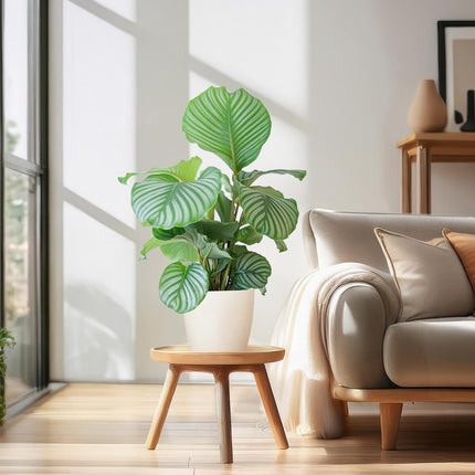 Calathea Orbifolia med Viber hvid - ↕65cm - Ø21cm