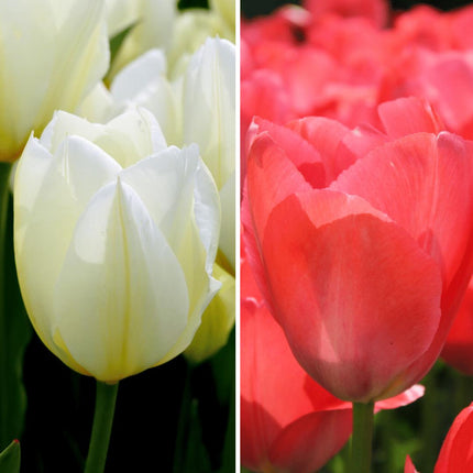 Flowerbulbs Amsterdam - Elly's Choice - 30 flower bulbs - Size 12+