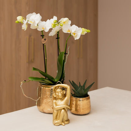 Kolibri Home | Luxury flower pot - Gold ceramic decorative pot - Ø6cm
