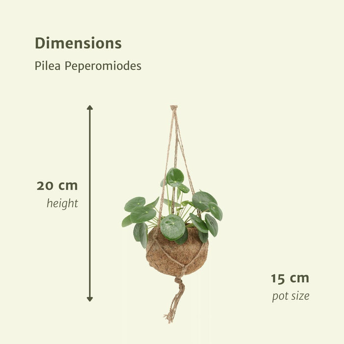 Kokodama Pilea Peperomiodes - Pannekoekenplant - ↕20cm - Ø15cm - 2x