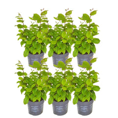 Collection image for: Grab (Carpinus Betulus)