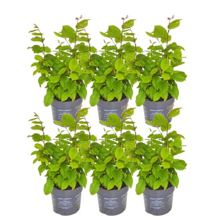 Haagbeuk 1 meter - Carpinus Betulus - Set van 6 winterharde haagplanten - Bladverliezende haag