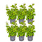 Hainbuche (Carpinus Betulus)