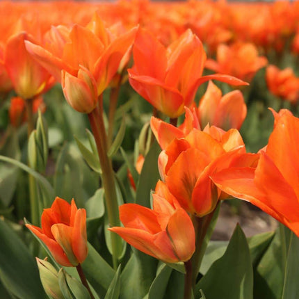 Bulbos de flores Amsterdam - Mezcla de flores holandesa - Caja de lujo grande, 75 bulbos para 2 m² de esplendor floral - Tamaño 12+
