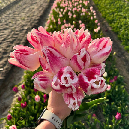 Bulbes de fleurs Amsterdam - Appie's Best - 30 bulbes de fleurs - Taille 12+