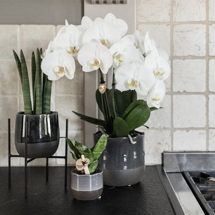 Kolibri Home | Plant Stand - Black metal raised plant stand - Ø12cm